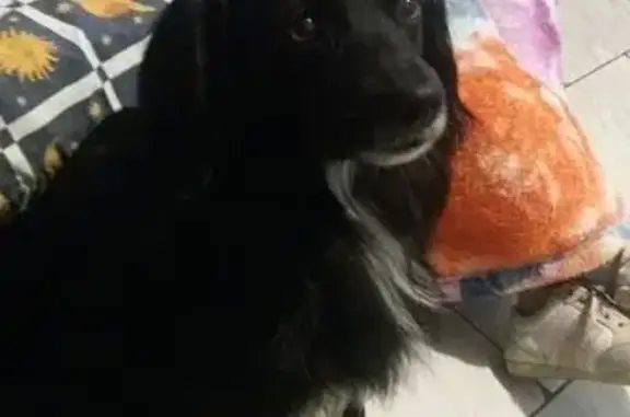 Cachorro perdido Macho (brl002543) - photo