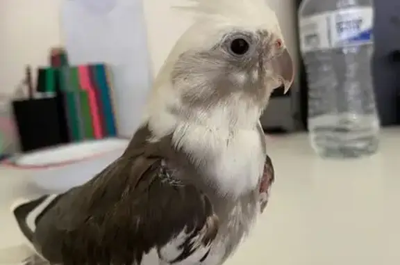 Lost male bird, Kimberley Street, Cumberland City Council - black and white cockatiel - photo