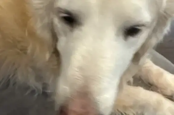 Found dog Glenview, photo: Found dog, Queens Lane, 941, Glenview - older golden retriever