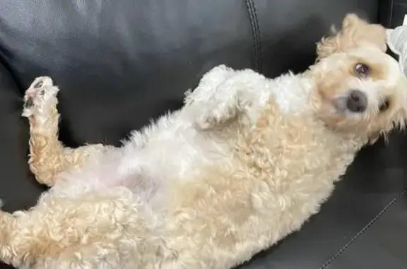 Missing dog Liverpool, photo: Lost female dog, Fairfield, Liverpool - white and brown color