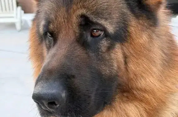 Chien perdu Paris, photo : Chien perdu, Chemin du Milieu, 452, La Farlède, Paris - oreille gauche à moitié cassée