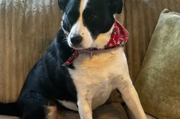 Lost Female Dog, Lawrence Stre...