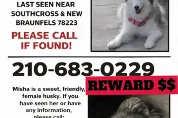 Lost female dog, Clark Avenue,...