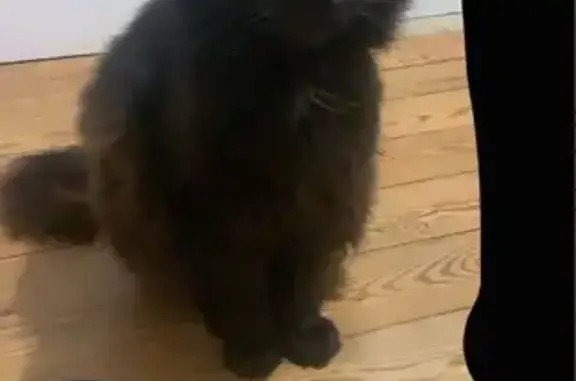 Chat perdu, Dechy, Hauts-de-France - femelle noire aux yeux verts - photo