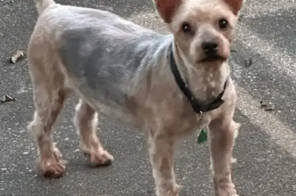 Lost male dog with a collar, U...