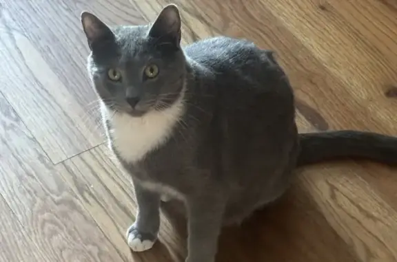 Lost male cat, Arrow Lake Road...