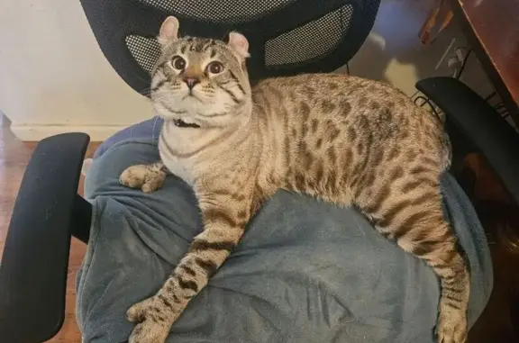 Lost male cat with bobbed tail...