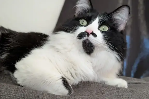 Missing cat Female, Greeley (u...