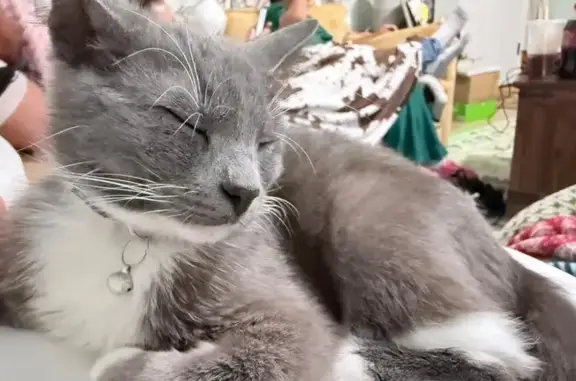 Lost male cat, West Wortham Ro...