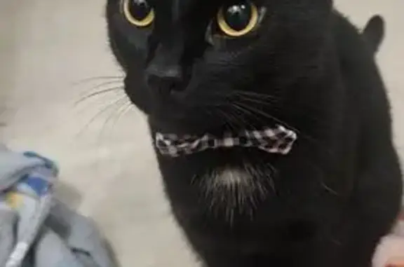 Lost male cat, County Road 129...