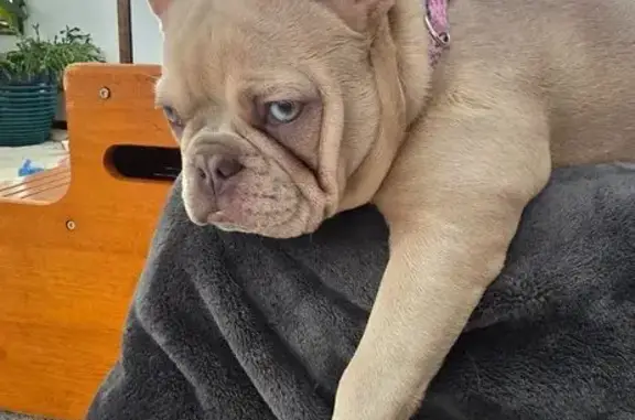 Lost female dog, Campsite Road...