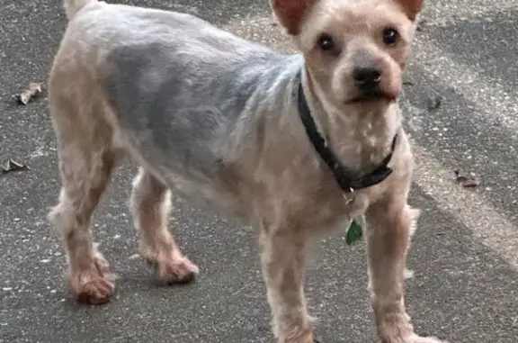 Lost male dog, Church Street,...