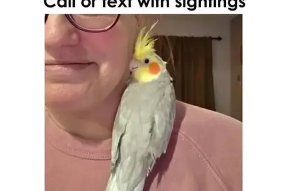 Lost male bird, Maine Street, 183, Toms River - bright orange cheeks - photo