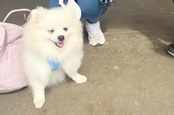 Lost dog, Beech Avenue, Kalama...