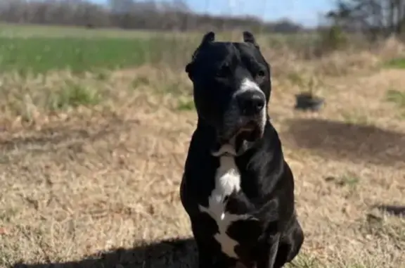 Lost male dog, Menzie Road, Tr...