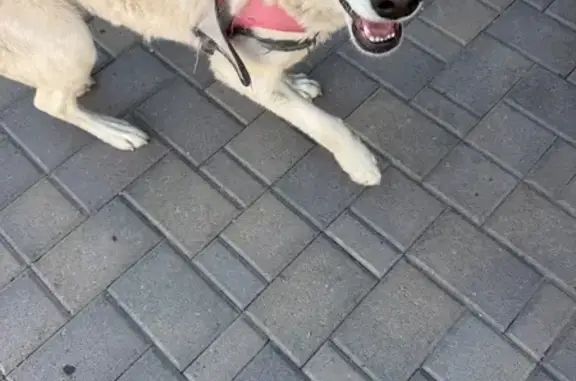 Found dog Tolleson, photo: Found female dog, South 107th Avenue, Tolleson - white tan coat, blue eyes