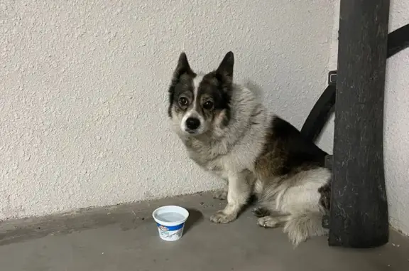 Знайдено собаку Київ, фото: Знайдено собаку, вулиця Миколи Пимоненка, 19, Київ - розгублена, домашня