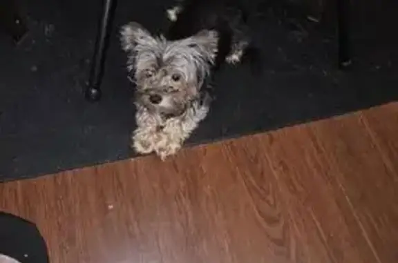 Lost female dog, Chicago Avenue South, Minneapolis - pink shirt with 'it's freaking cold outside' - photo