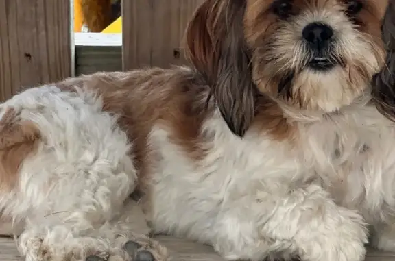 Lost female dog, Tem-Tex Boulevard, Terrell - very scared - photo