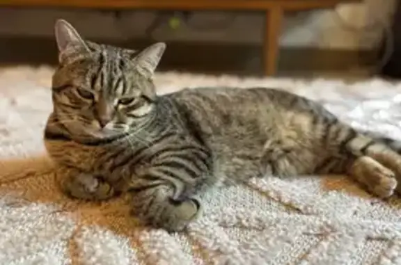 Animaux perdus Soignolles-en-Brie, photo: Perdu Chat mâle, Rue Verte, Lissy, Soignolles-en-Brie - sociable, réponds au nom de Django