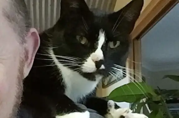 Lost male cat, Jillian Street, Launceston City - tuxedo with green eyes - photo