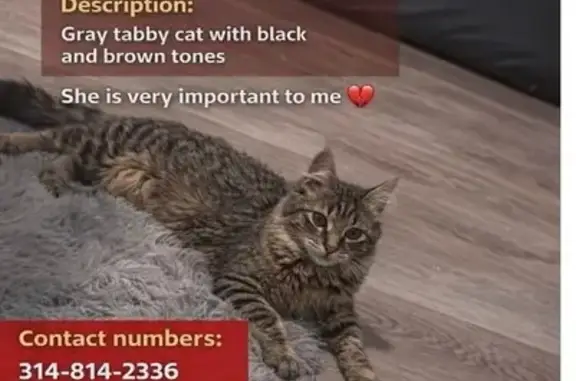 Lost female cat, Market Street, St. Louis - photo