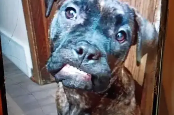 Lost female dog, Bloomington - brindle and friendly - photo