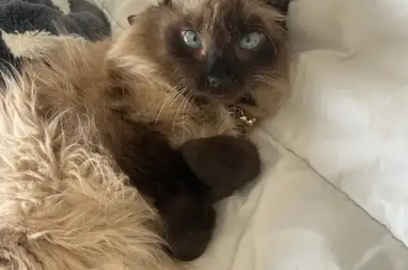 Missing cat San Antonio, photo: Lost female cat, Slumber Pass, 624, San Antonio - cross eyed