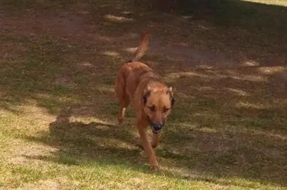 Perdido perro hembra, José Ma....