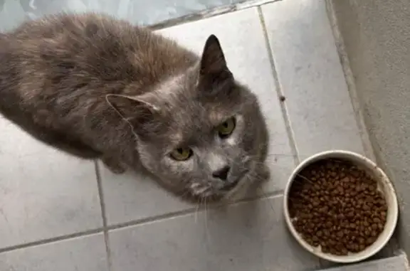 Animaux trouvés Lyon, photo: Trouvé Chat, Rue de la Tuilerie, Varilhes, Lyon - très sociable et câline