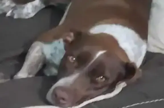 Búsqueda de mascotas, foto: Perdido perro hembra, Ixtapa, 6, Chicoloapan de Juárez - color café con tonos blancos