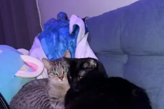 Missing cat Manhattan, photo: Lost female cat, Fiore Way, 2700, Delray Beach - spiky collar with a cross