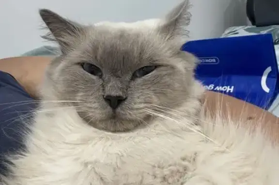 Lost pets Liverpool, photo: Lost male cat, Heywood Close, 20, Liverpool City Council - cream/white and grey with bright sky blue eyes