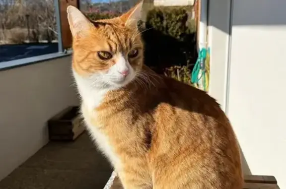Chat perdu, Ancienne Route de Veynes, Gap - couleur roux et blanc - photo