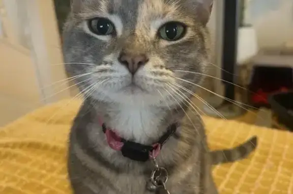 Lost pets Sydney, photo: Lost female cat, Acton Street, Sydney - grey and white tabby