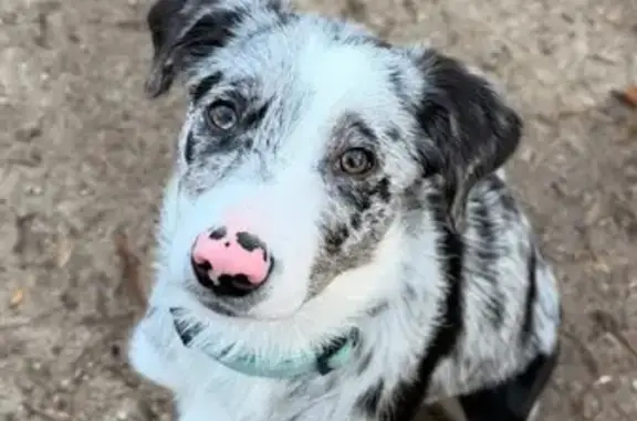 Perdu chien femelle, Chemin des Borrax, Ségny - chiot bleu merle - photo