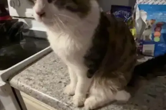 Lost male cat, Currituck Lane, Columbia - fluffy with black stripes - photo