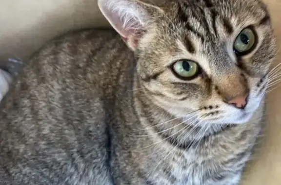 Lost male cat, Academy Street, Lithgow - grey tabby - photo