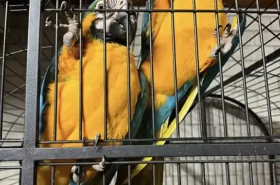 Lost pets Auburn, photo: Lost bird, Auburn - friendly, might eat from your hand