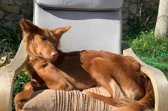 Perros perdidos, Manises, foto: Perdido perro hembra, Avenida 2, 22, Chiva, Manises - color marrón