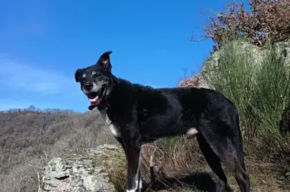 Chien perdu, Fourquieyrou, Onet-le-Château - vieux, avec collier rouge - photo