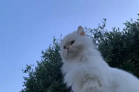 Chat perdu, Agde, photo: Perdu chat mâle, Impasse d'Oran, Agde - persan blanc