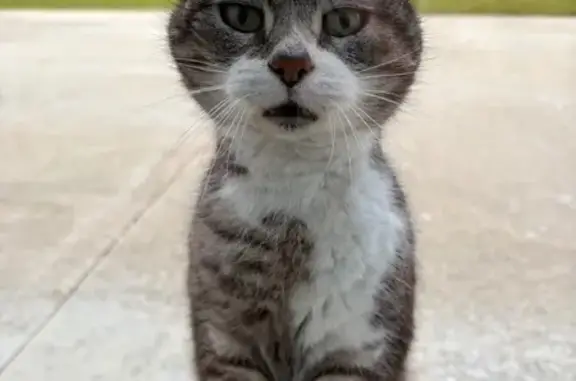 Animaux trouvés Bonchamp-lès-Laval, photo: Trouvé chat, Rue des Martinières, Bonchamp-lès-Laval - petite taille, très câlin
