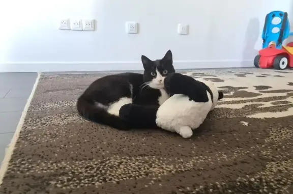 Chat perdu, Durtal, photo: Perdu chat mâle, Avenue Cornilleau, Durtal - noir et blanc avec collier jaune