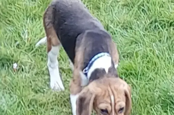 Chien perdu Houplines, photo : Perdu Chien, Rue Paul Cézanne, Houplines - Beagle tricolore
