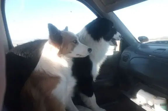 Lost female dog, Graaff-Reinet...