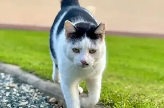 Perdu Chat homme, Vierge de l'Église, 10, La Haye-Pesnel - noir et blanc - photo