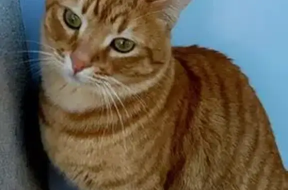 Chat perdu, Paris, photo: Perdu chat mâle, Sorgues, Provence-Alpes-Côte d'Azur