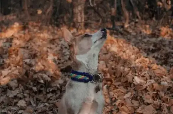 Собаки потеряшки, Полтава, фото: Зник собака, Гожулівська вулиця, Полтава - маленька і трохи повненька дівчинка
