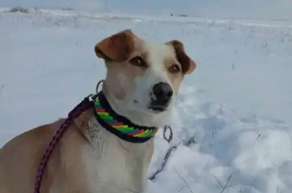 Собаки потеряшки, Полтава, фото: Зник собака, Гожулівська вулиця, 99, Полтава - відгукується на ім'я Кнопа